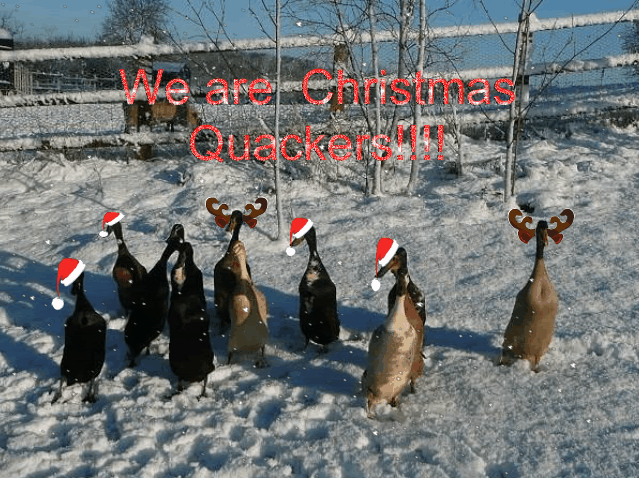 Runnersinthesnow-1.gif