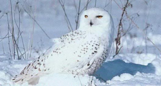 Snow Owl Pictures, Images and Photos