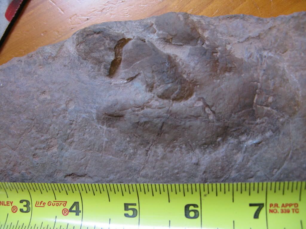 fossilslargetracketc001.jpg