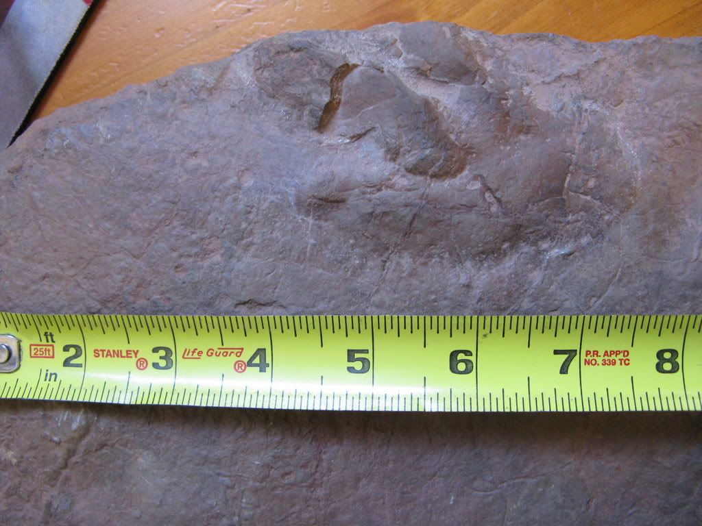 fossilslargetracketc002.jpg