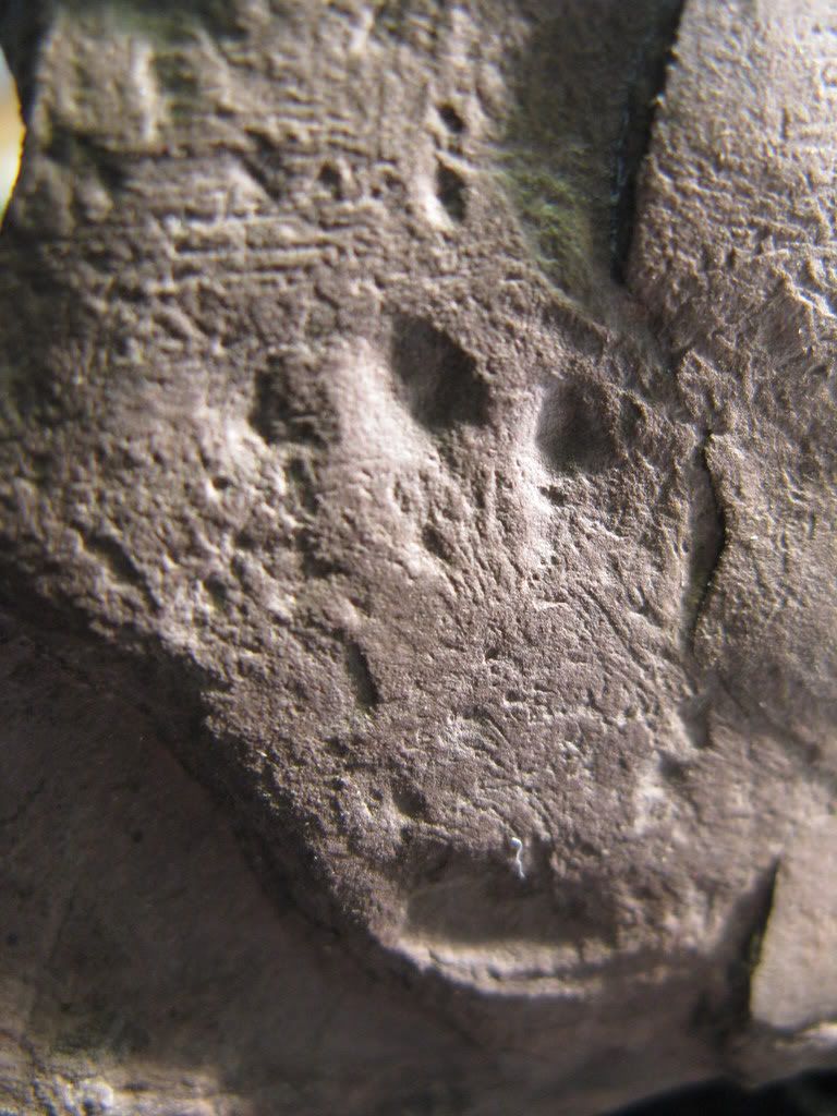 fossilssmalltracketc008.jpg