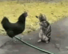 [Image: Chickenfighter.gif]