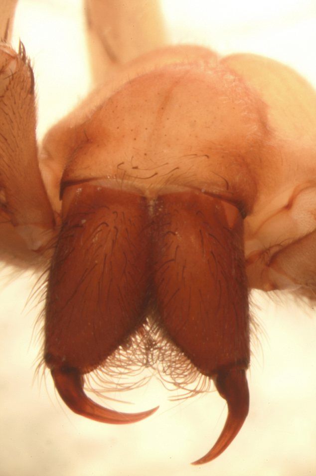 [Image: ohgodwhy.jpg]