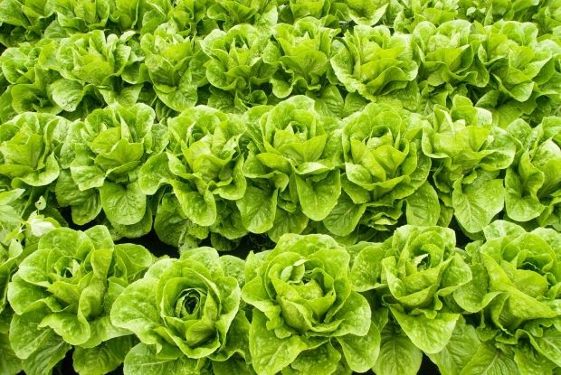 [Image: tonsoflettuce_zps301cc87a.jpg]