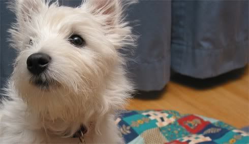 West Highland Terrier Pictures, Images and Photos