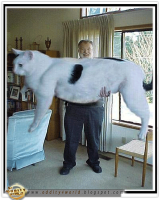 worlds largest cat similitude