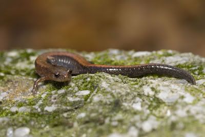 Plethodon_serratus_fb-1.jpg