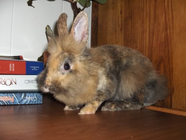 Lionhead Rex Mix Rabbitsonline 5498