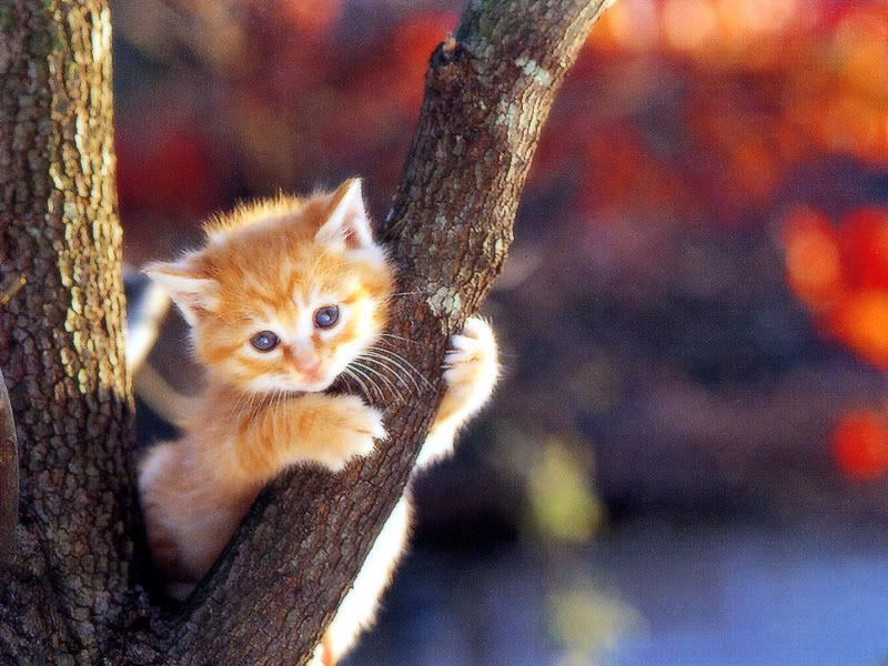 anak kucing di atas pokok