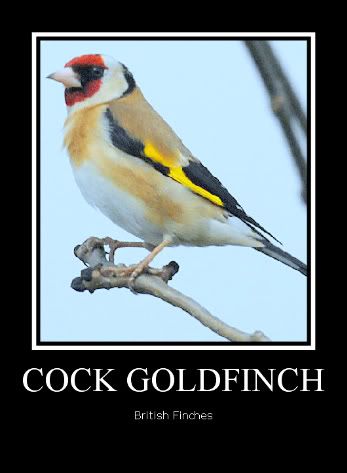 CockGoldfinch-1-1-1-1.jpg