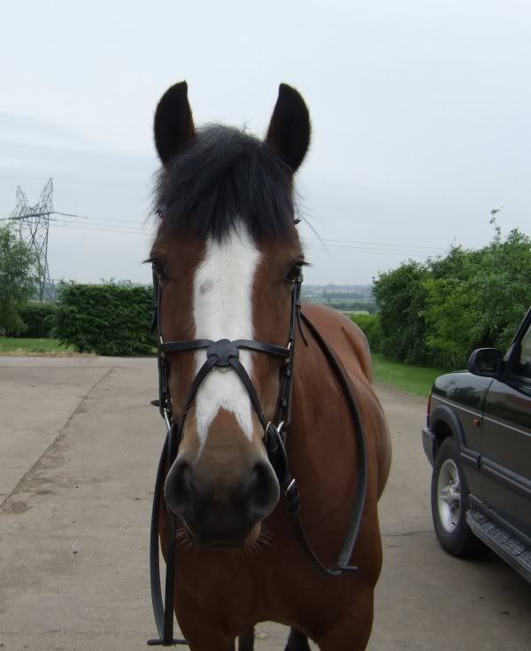 Clyde 8 year old Paint Horse Riley 9 Year old QH Acorn 20 year old POA. quot;When God made the horse he painted the best ones.quot; Photography Rocks! horse face markings. Clyde 8 year old Paint Horse Riley 9 Year old QH Acorn 20 year old POA. quot;When God made the horse he painted the best ones.quot; Photography Rocks!
