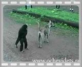 funny monkey videos. monkey.mp4 video by