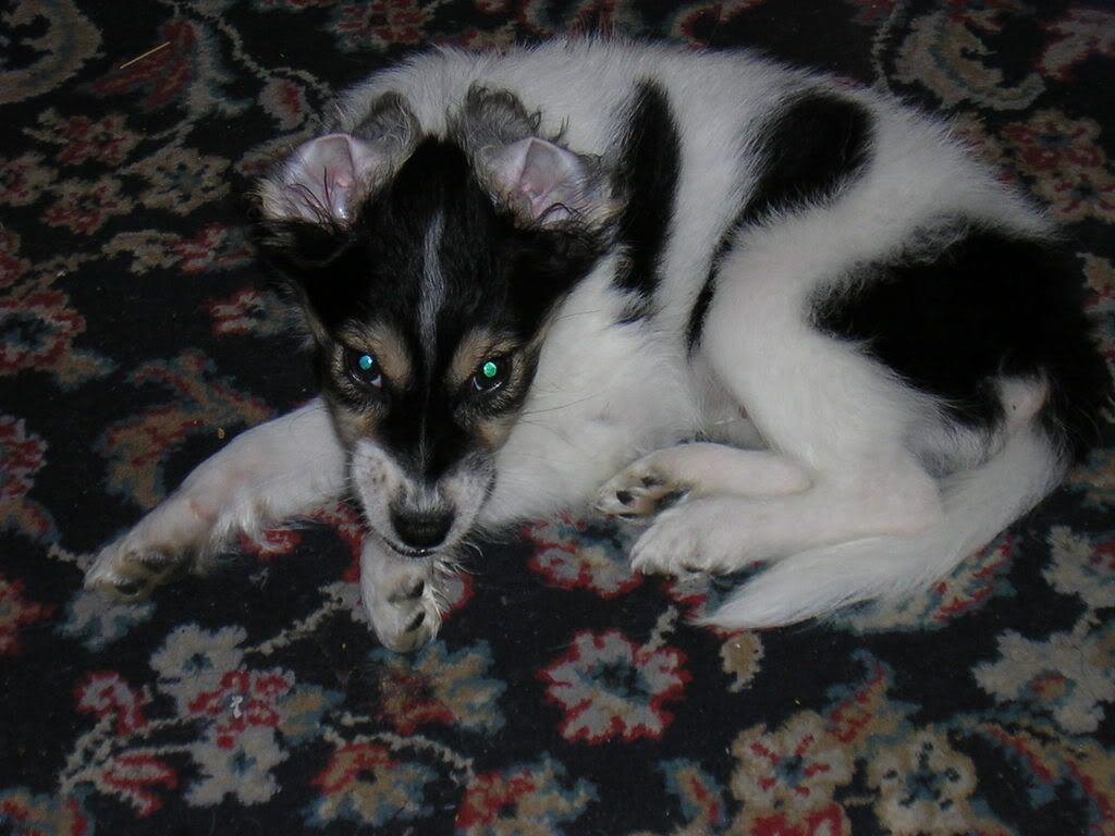 Do your dogs ears turn inside out?