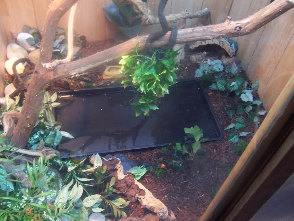 new water dragon viv Reptile Forums