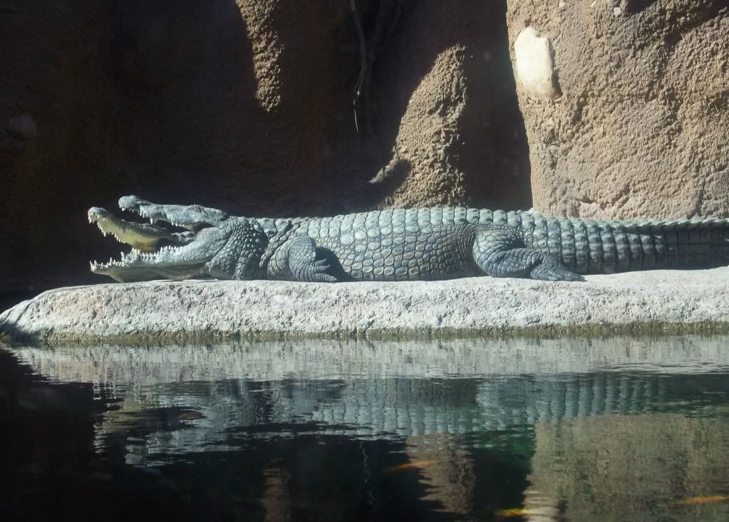 alligators.jpg The Crocodiles look Soooo Mean image by yvettecantu21