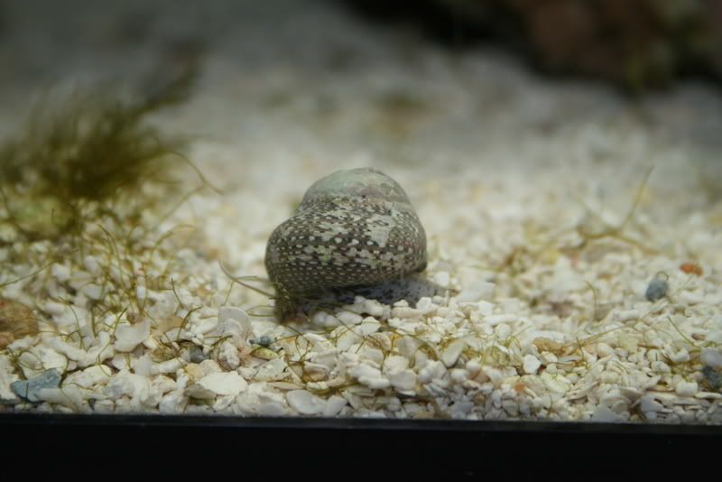 tegula snail