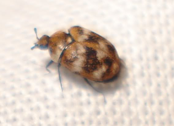 BUG NATION â€¢ View topic - Any information on carpet beetles?