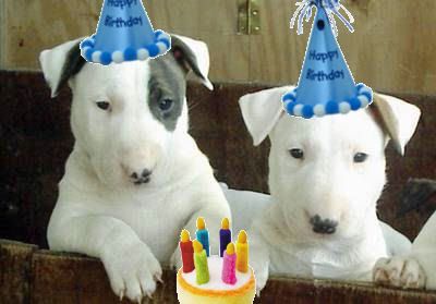 BullTerrierBirthday.jpg