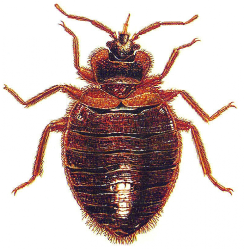 bedbug