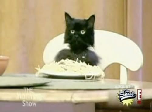 [Image: spaghetti-cat-1.jpg]