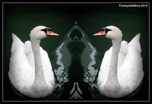 Swans.jpg picture by foureyesfatboy