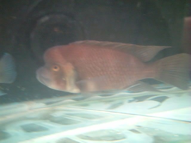 Red Frontosa Cichlid