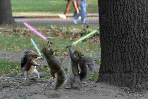 jedisquirrels.jpg