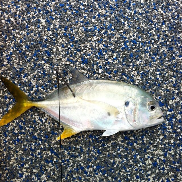 Yellow tail bait fish? 2 Cool Fishing Forum