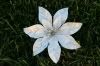 Silver Poinsettia Holiday Hair Clips*REDUCED*