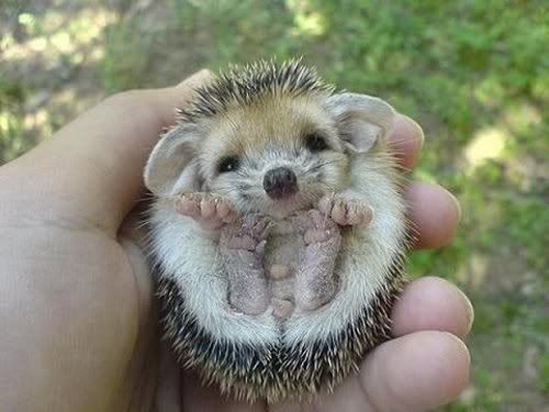 Babyhedgehog.jpg