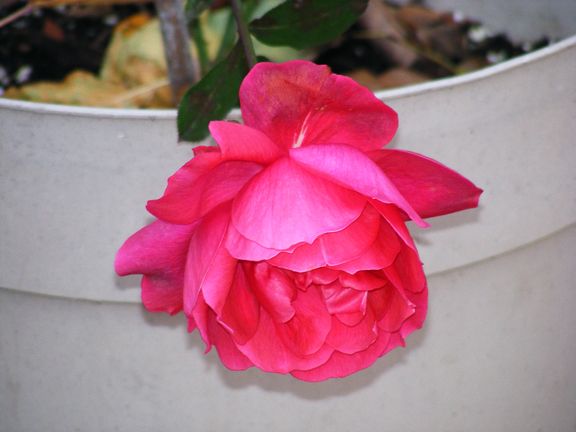 Aunt Gloria's Rose photo ag2012_10270002_zpsd8a73793.jpg