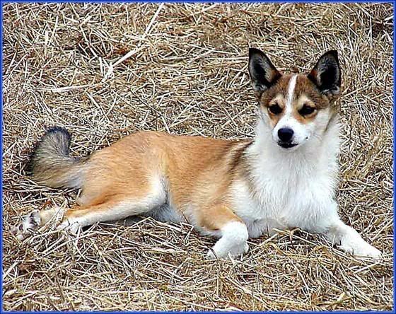 Norwegian Lundehund