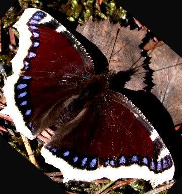 free images of butterflies. free morpho utterflies