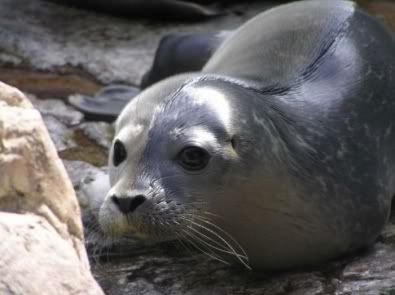 foca Pictures, Images and Photos