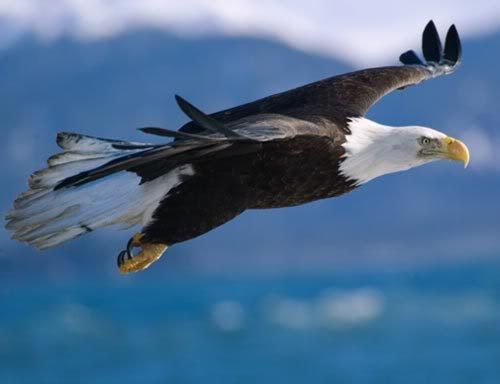 bald-eagle-flight.jpg