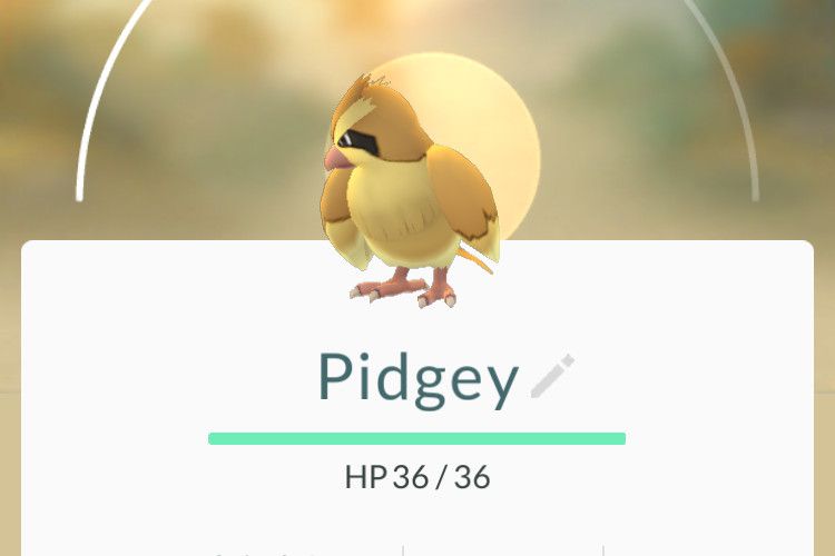 pidgey_feature_zpssycugk0i.jpg