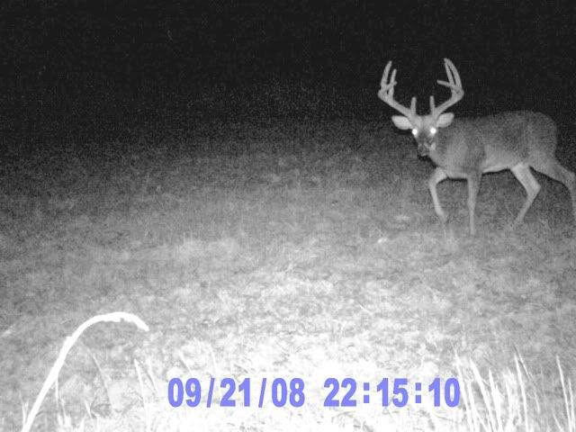 Alabama Bucks