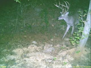 Alabama Bucks