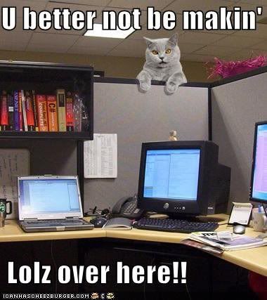 officecat.jpg