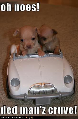 pupsincar.jpg