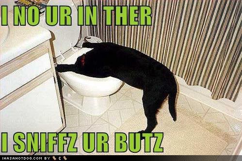 toiletdog.jpg