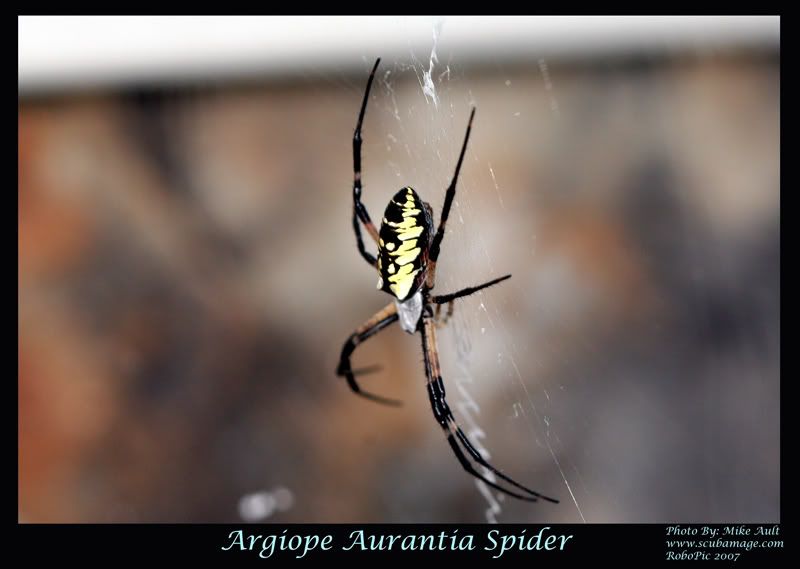 IMAGE: http://i159.photobucket.com/albums/t155/mikerault/Ga_Argiope_spider800-1.jpg