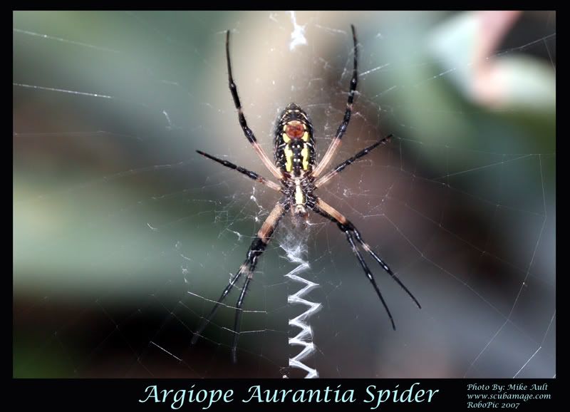 IMAGE: http://i159.photobucket.com/albums/t155/mikerault/Ga_argiope_spider800.jpg