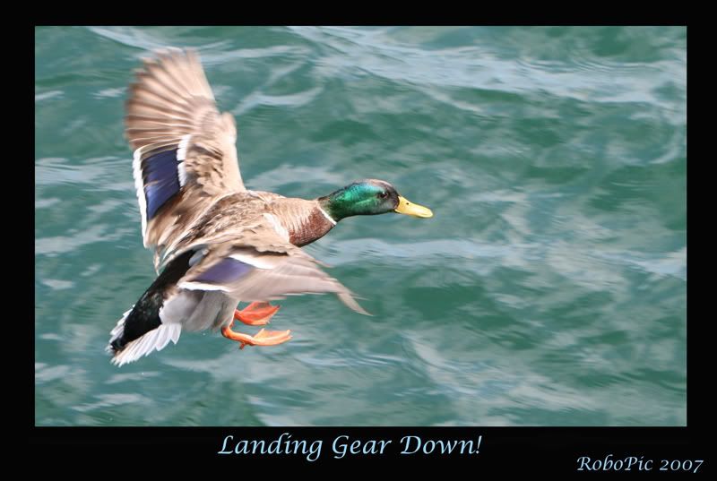 IMAGE: http://i159.photobucket.com/albums/t155/mikerault/gear_down800.jpg