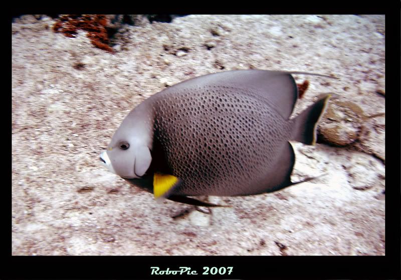 IMAGE: http://i159.photobucket.com/albums/t155/mikerault/grey_angel_bd.jpg