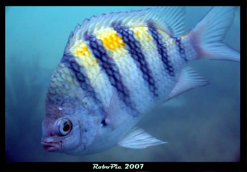 IMAGE: http://i159.photobucket.com/albums/t155/mikerault/justcurious800.jpg