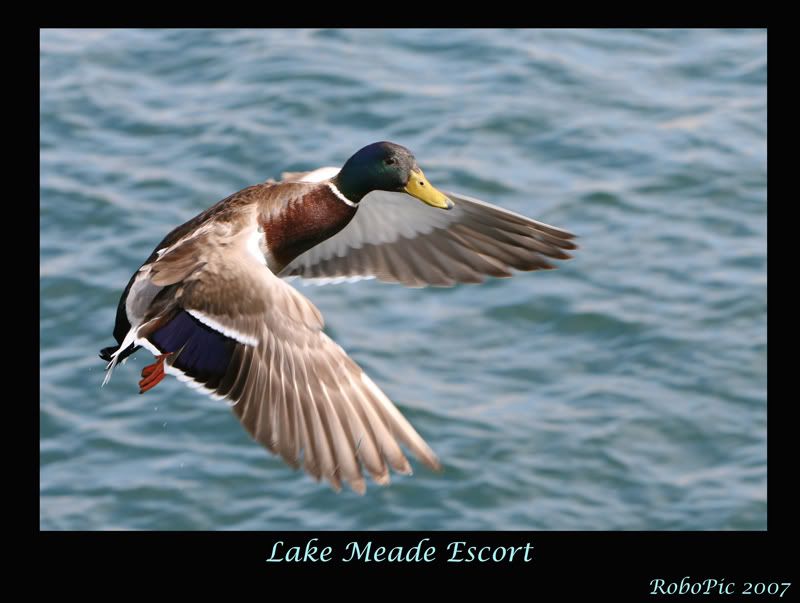 IMAGE: http://i159.photobucket.com/albums/t155/mikerault/lake_meade_escort800.jpg