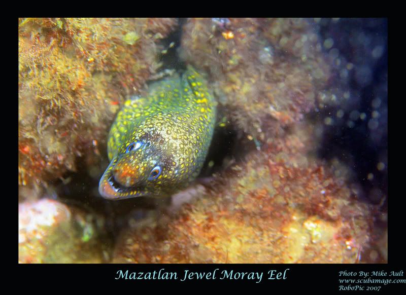 IMAGE: http://i159.photobucket.com/albums/t155/mikerault/mazatlan_jewel_eel2048.jpg