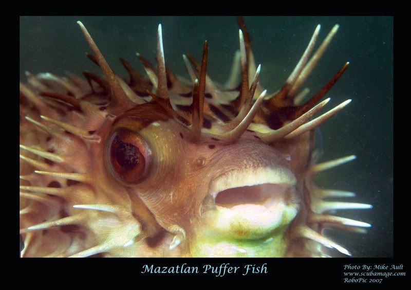 mazatlan_puffer2048.jpg