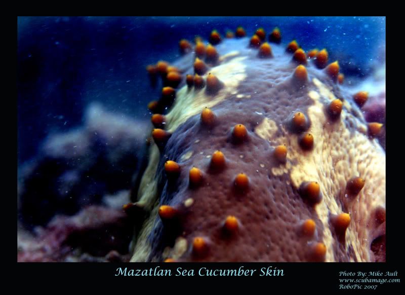 sea_cucumber-skin_2048.jpg